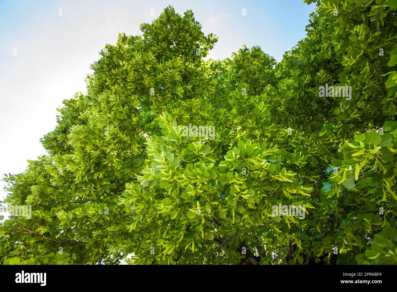 Vecchio grande tiglio. Foglie verdi e frutti di tiglio Foto Stock