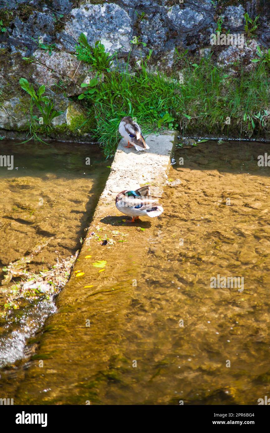 oche sul torrente Foto Stock