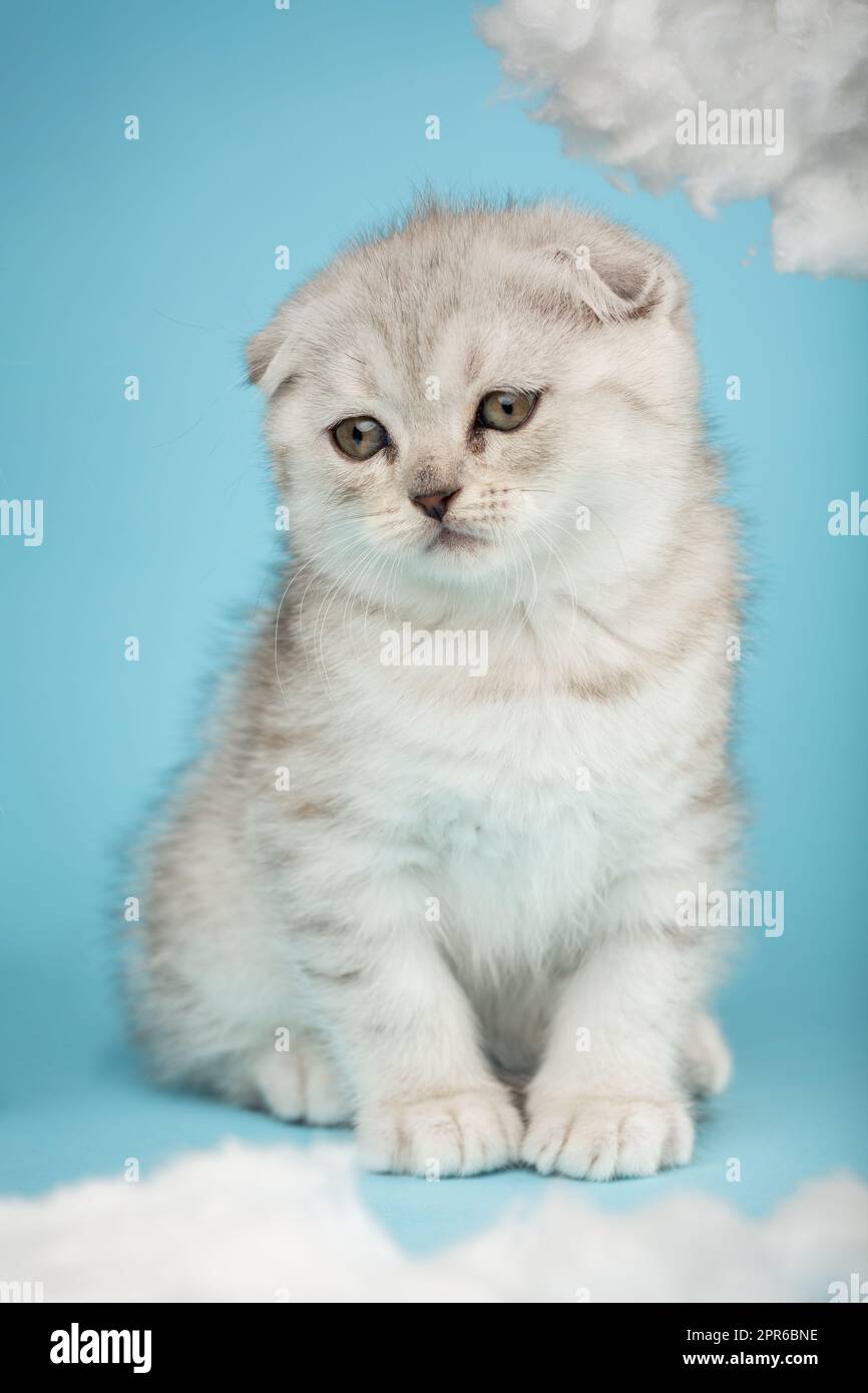 Un gattino scozzese seduto e guardato di lato su sfondo blu. Foto Stock