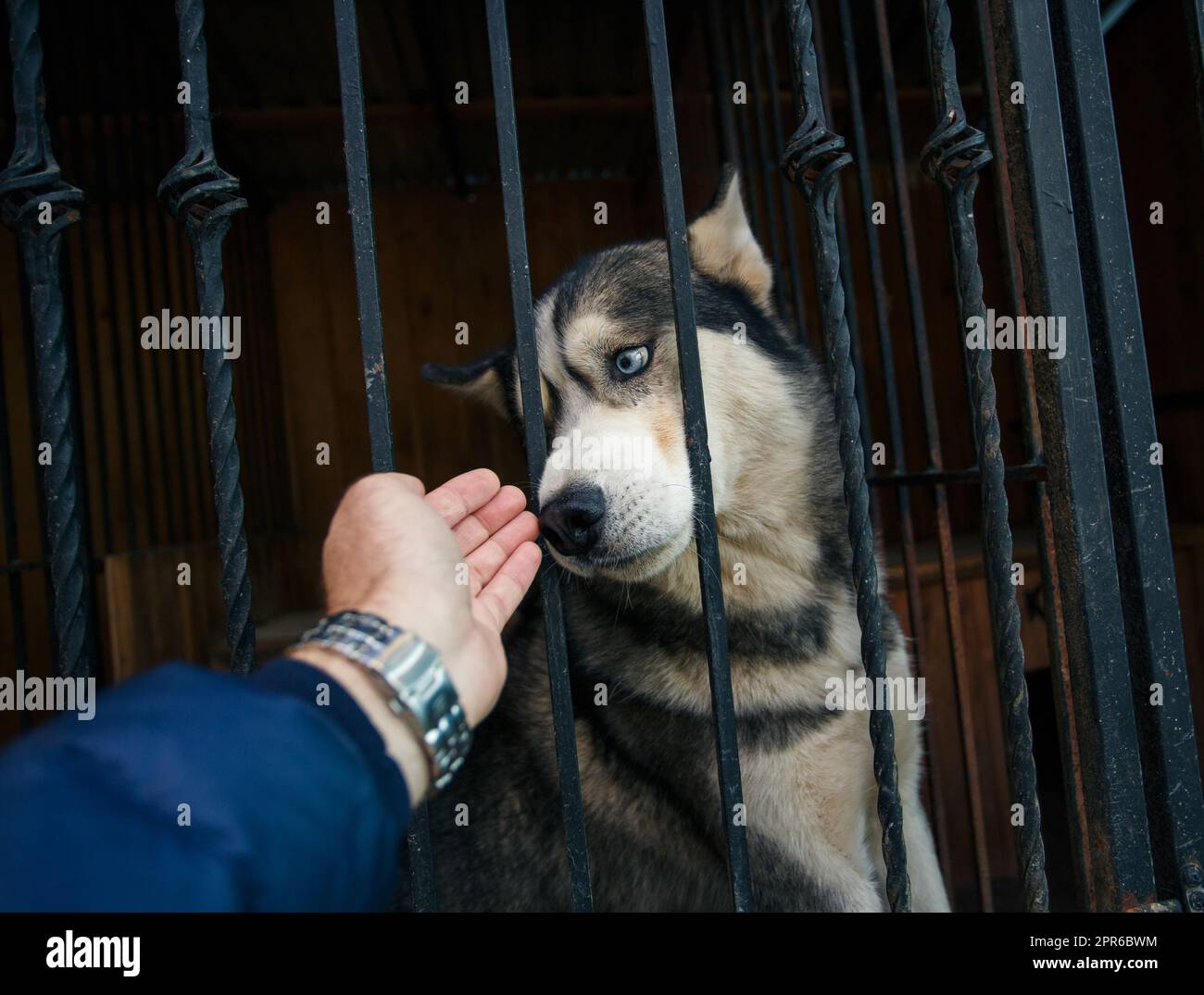 Mano umana che accarezza un cane husky seduto in una gabbia. Foto Stock