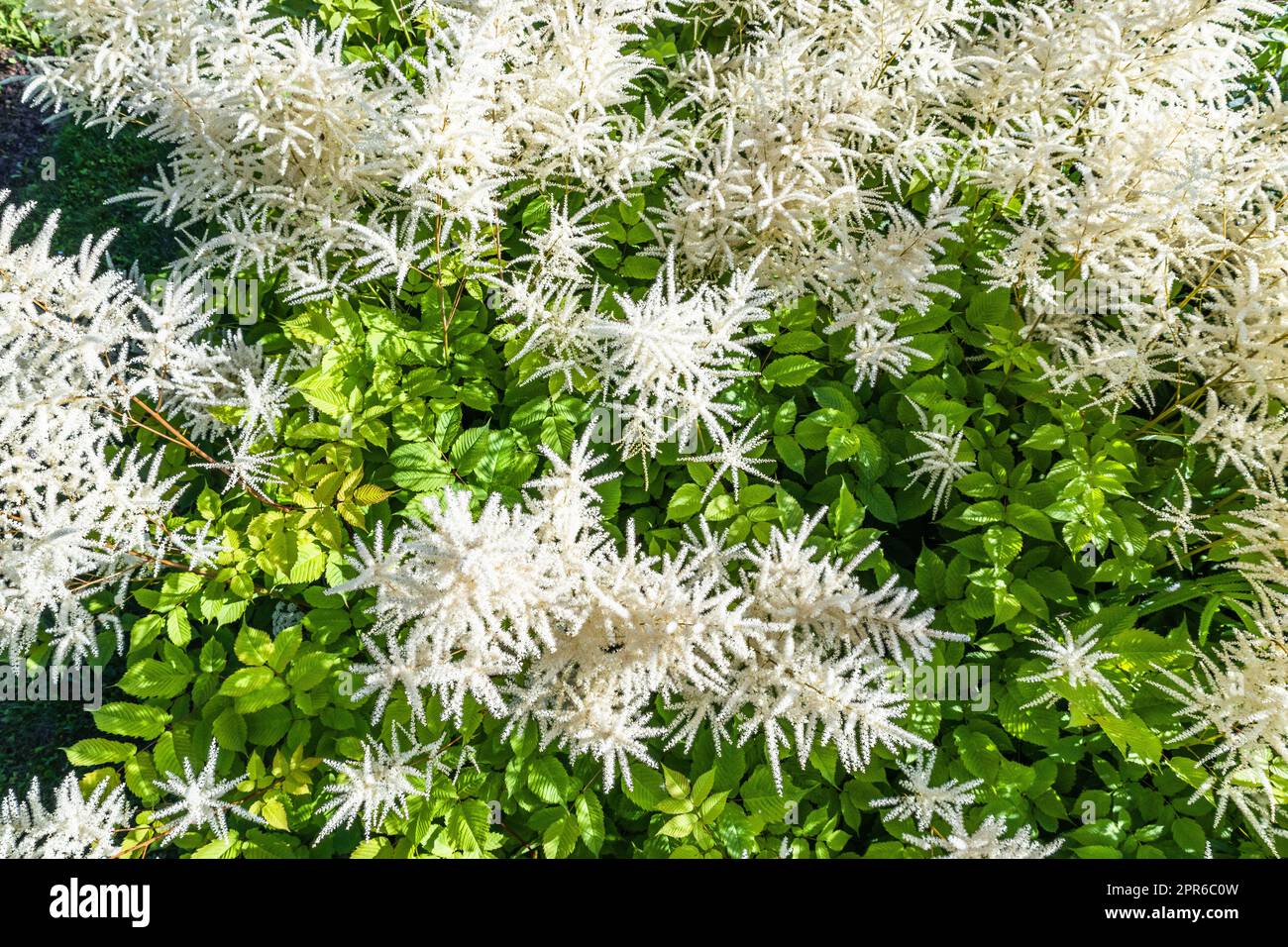 Nel giardino estivo fioriscono piante bianche Foto Stock