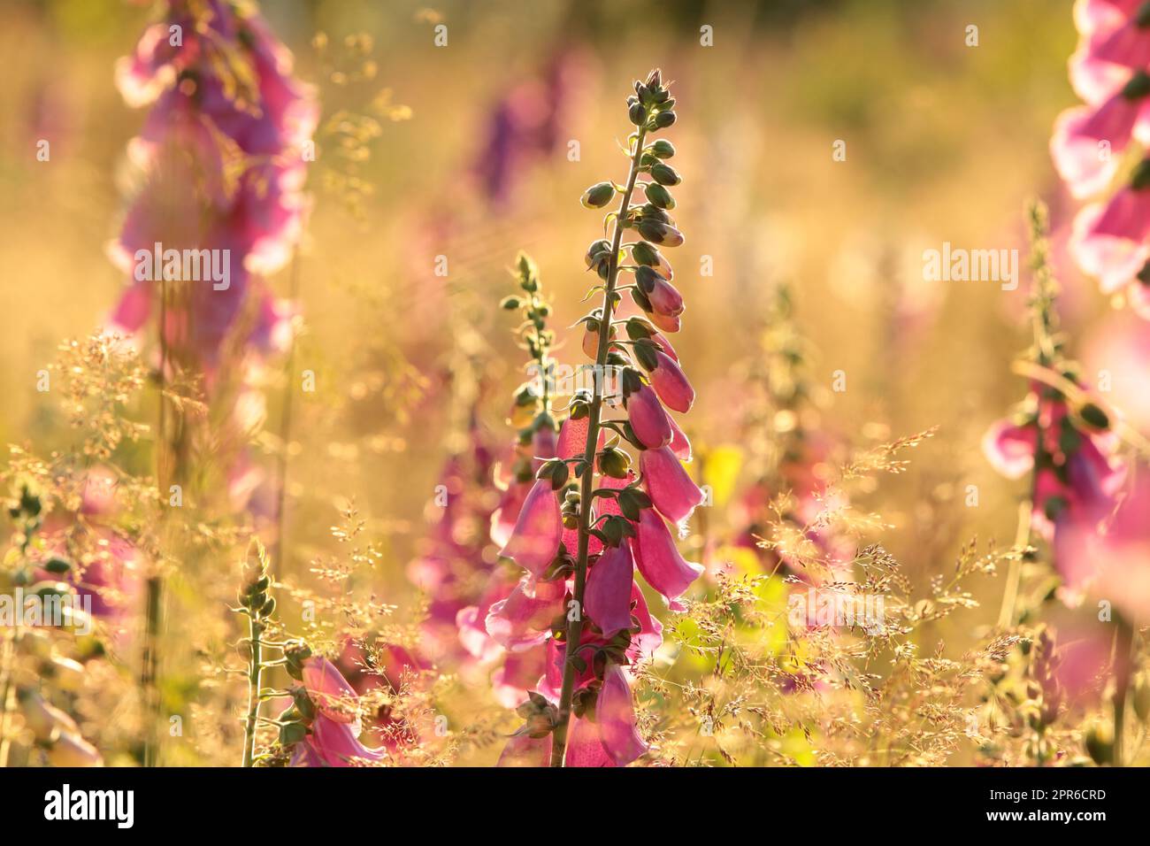 Guanto di fossa viola - Digitalis purea durante l'alba Foto Stock