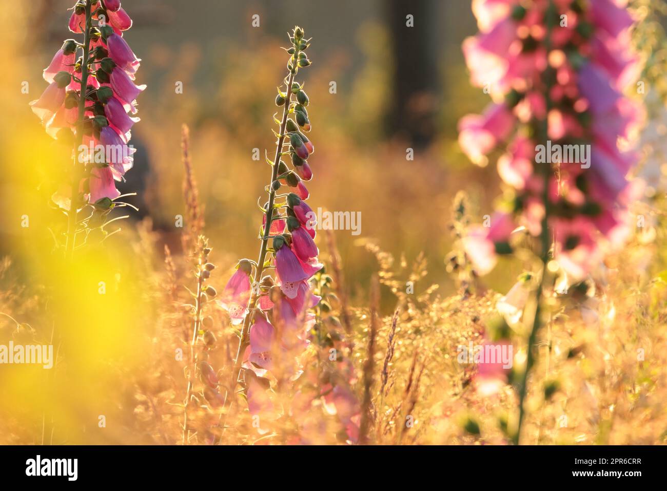 Guanto di fossa viola - Digitalis purea durante l'alba Foto Stock