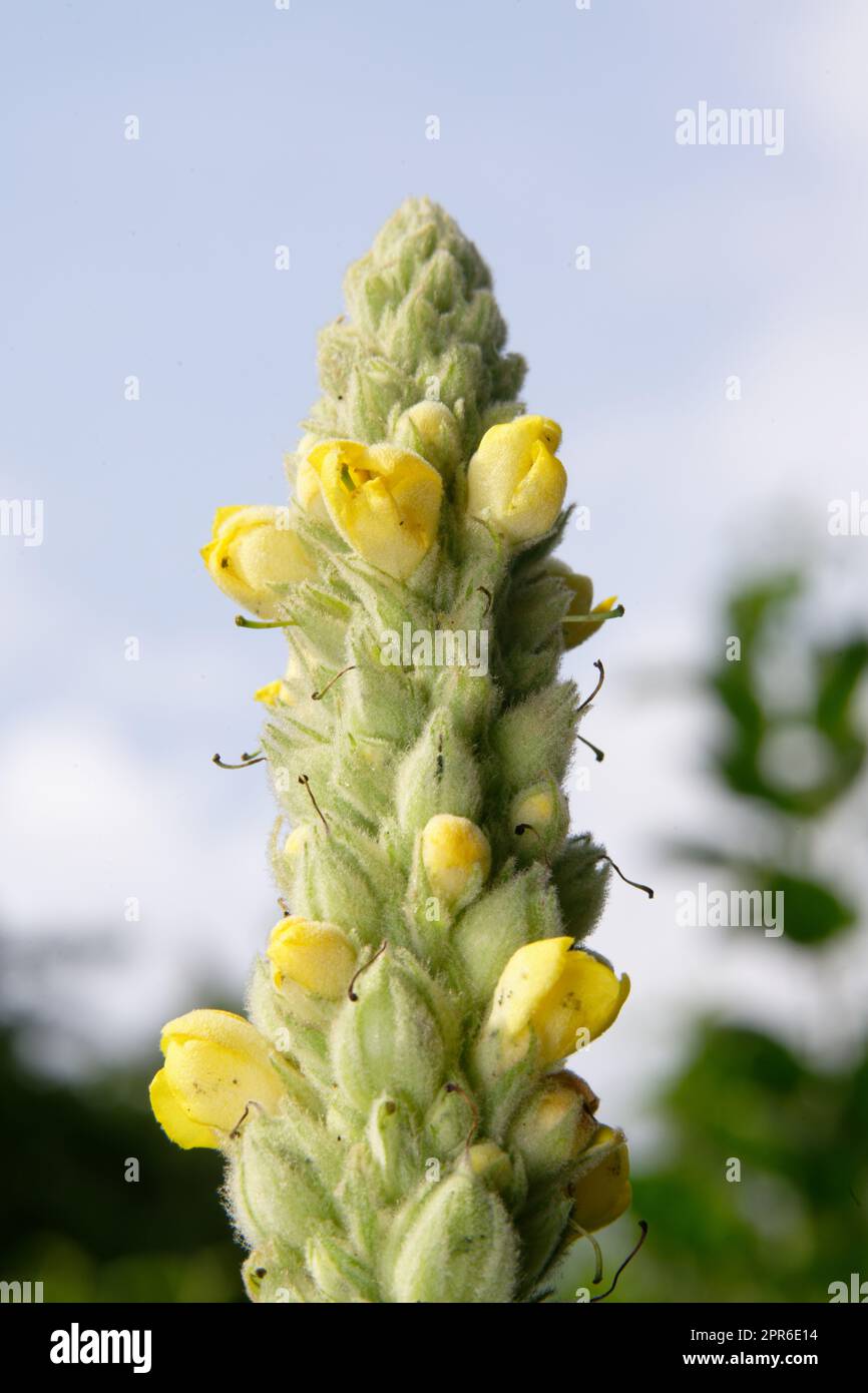 verbascum thapsus primo piano della cima di un grande mullein con i primi fiori gialli Foto Stock