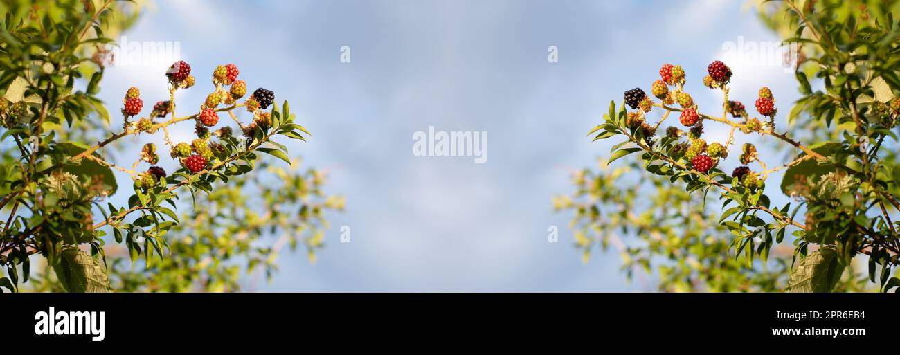 More che crescono sul cespuglio, frutta matura in estate, raccolta di cibo sano Foto Stock