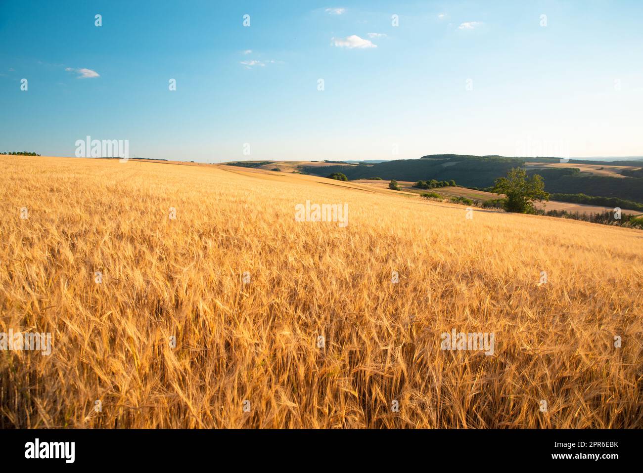 Campo con orzo coltivato Germania, raccolto in estate, agricoltura per cibo, terreni agricoli in campagna Foto Stock