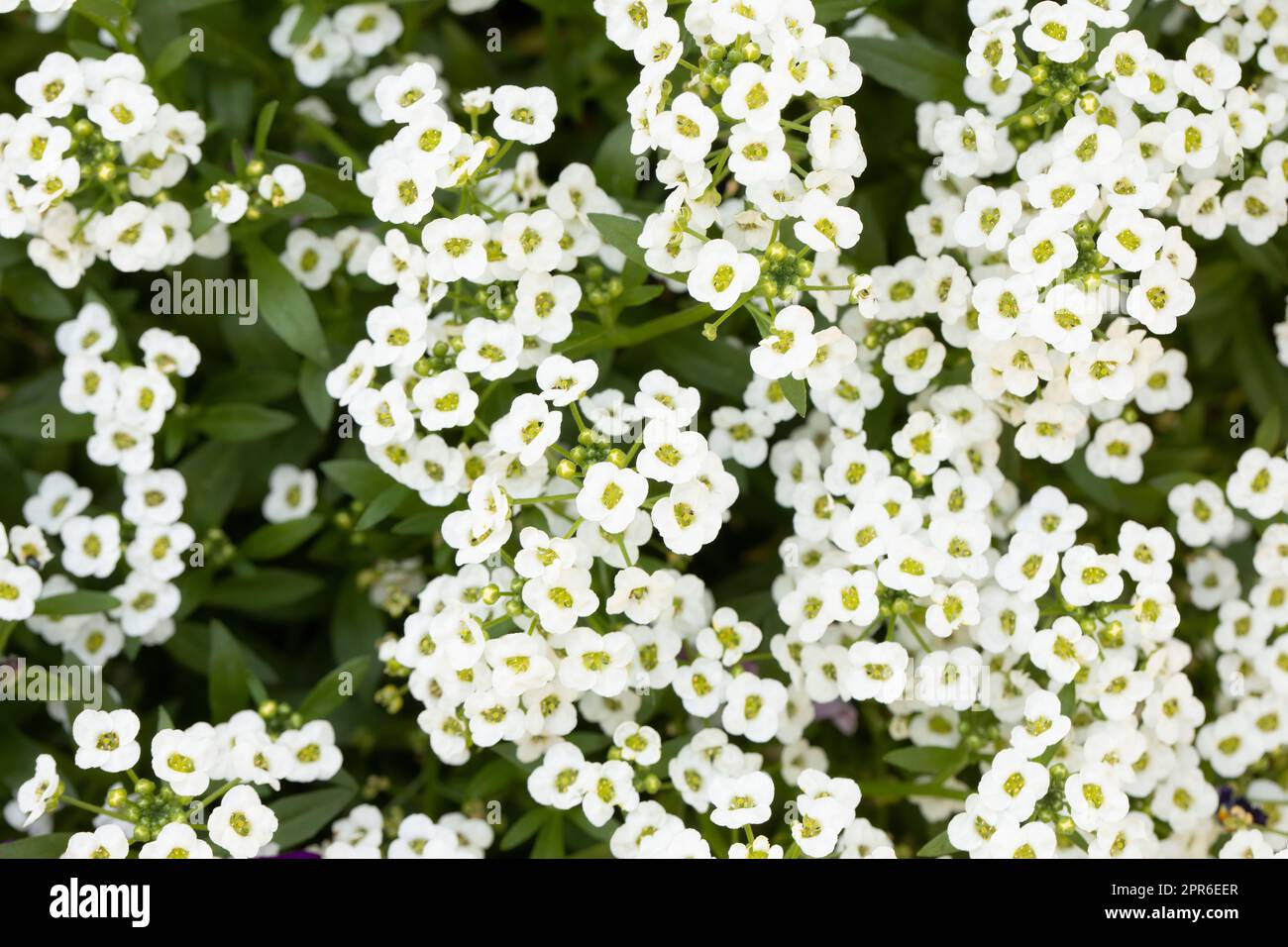 Lobularia maritima fiori in un giardino Foto Stock