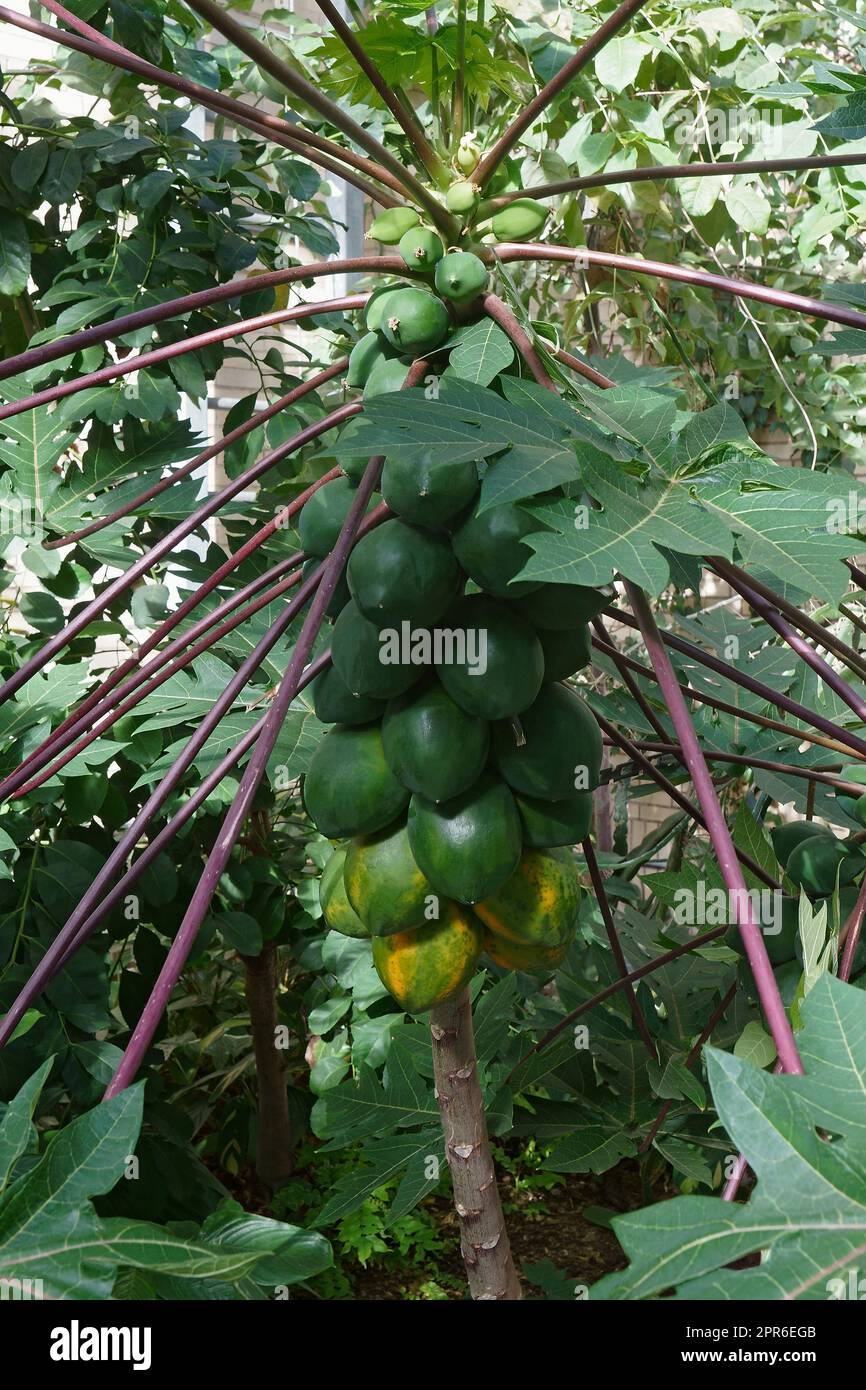 Immagine ravvicinata dell'albero di papaia nana con i frutti Foto Stock