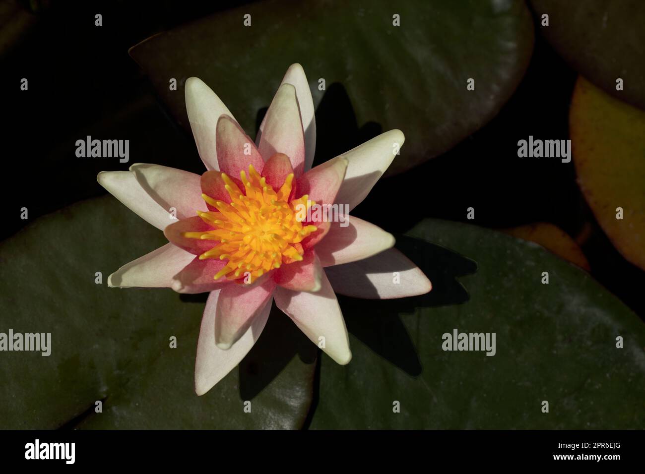 Nymphaea fiore in uno stagno Foto Stock