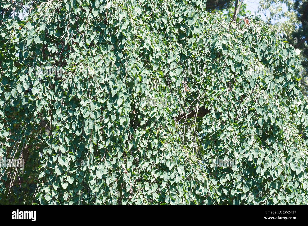 Piangendo l'albero di katsura (Cercidifyllum japonicum 'pendulum') Foto Stock