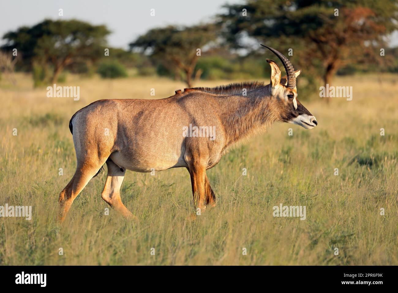 Antilope Roan in habitat naturale Foto Stock