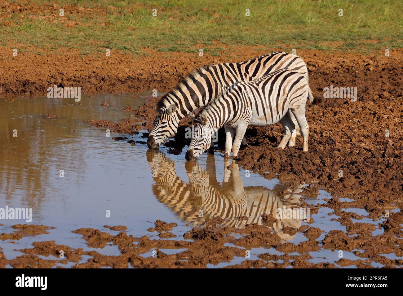 Pianure zebre bere a un foro d'acqua Foto Stock