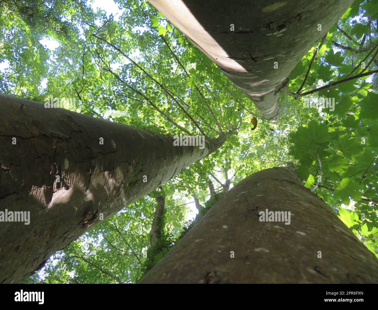 bei alberi molto alti grandi vertigini forti tronchi ombra di legno Foto Stock