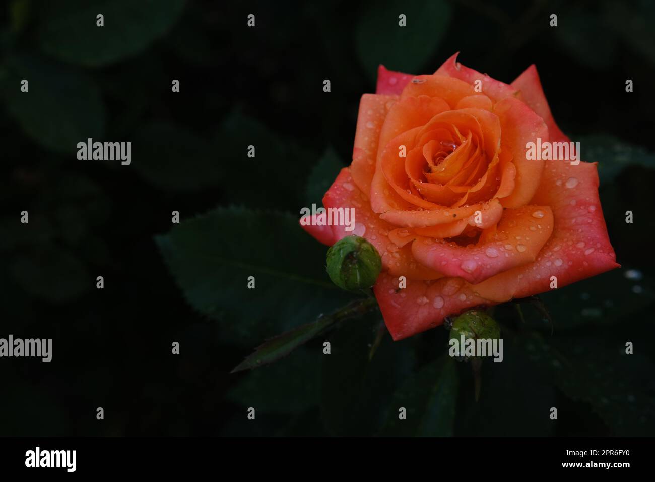 Rosa arancione fresca con gocce d'acqua con foglie verdi scure di colore blu su sfondo Foto Stock