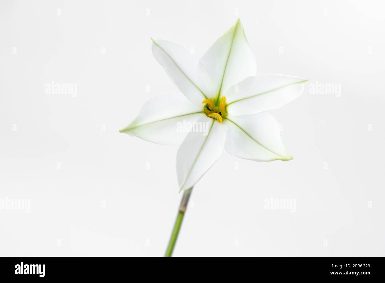 Singolo fiore di Ipheion isolato su sfondo bianco Foto Stock