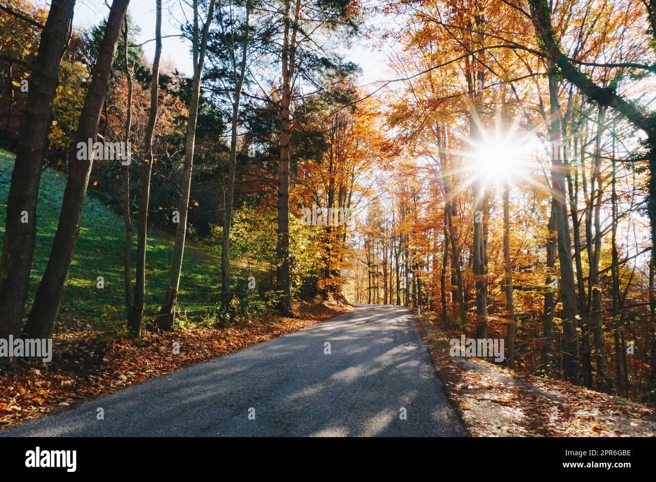 Viaggio su strada in autunno. Pittoresca foresta colorata in una giornata di sole. Foto Stock