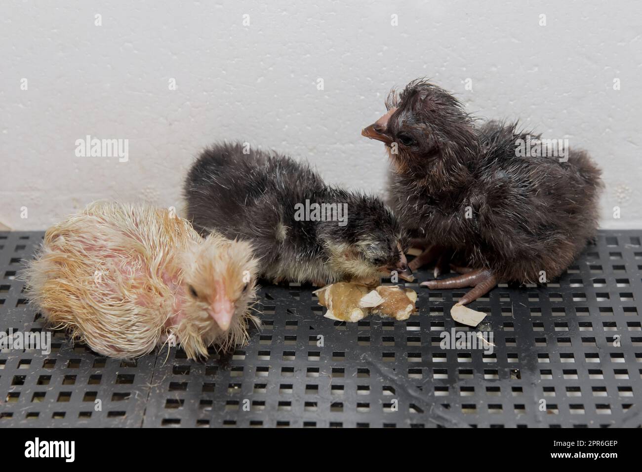 Un gruppo di piccoli piccoli e soffici polli di pollo in un incubatore, allevamento di pollame e incubazione. Foto Stock
