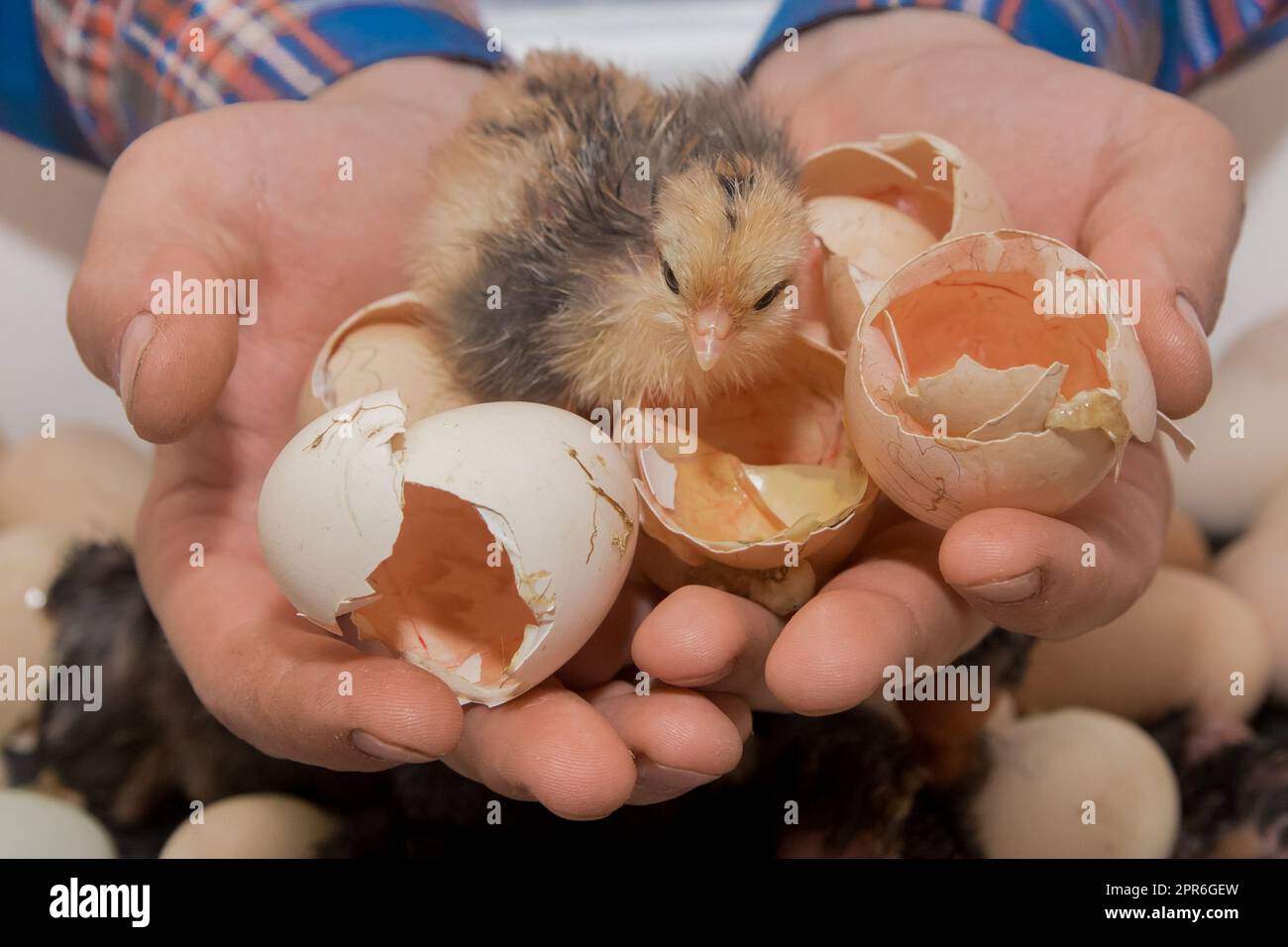 Primo piano di un piccolo pulcino di pollo soffice e carino nelle mani di un agricoltore con gusci d'uovo sullo sfondo di un incubatore, allevamento di pollame. Foto Stock