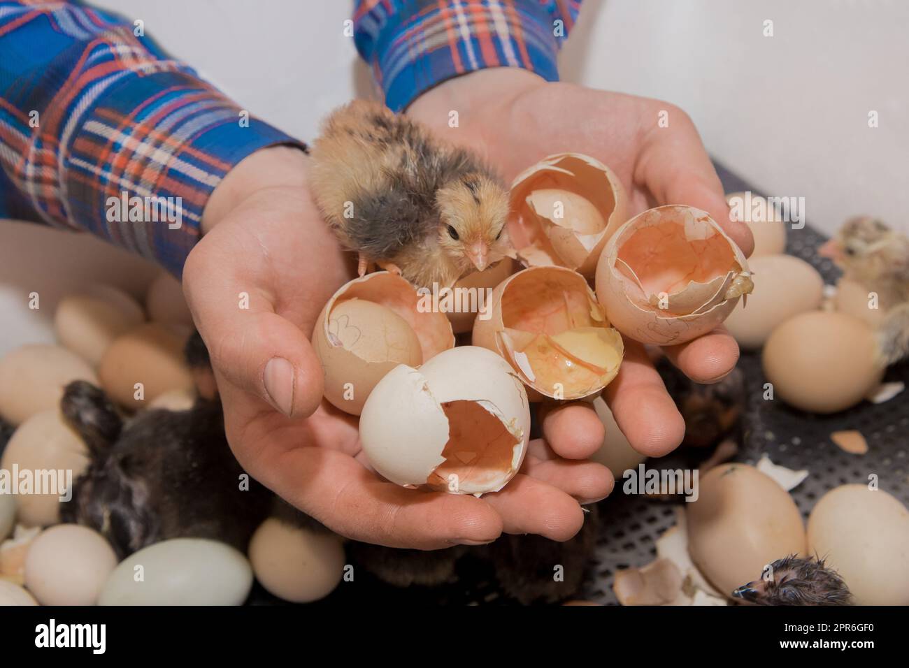 Mani dell'agricoltore primo piano che tengono polli e gusci di pollo lanuginosi sullo sfondo dell'incubazione in un incubatore, allevamento di pollame. Foto Stock