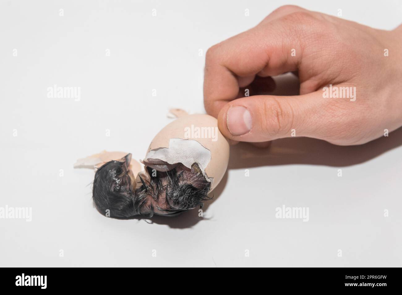 La mano di un contadino aiuta un pulcino di pollo neonato a uscire da un uovo da cova di pollo su uno sfondo bianco. Foto Stock