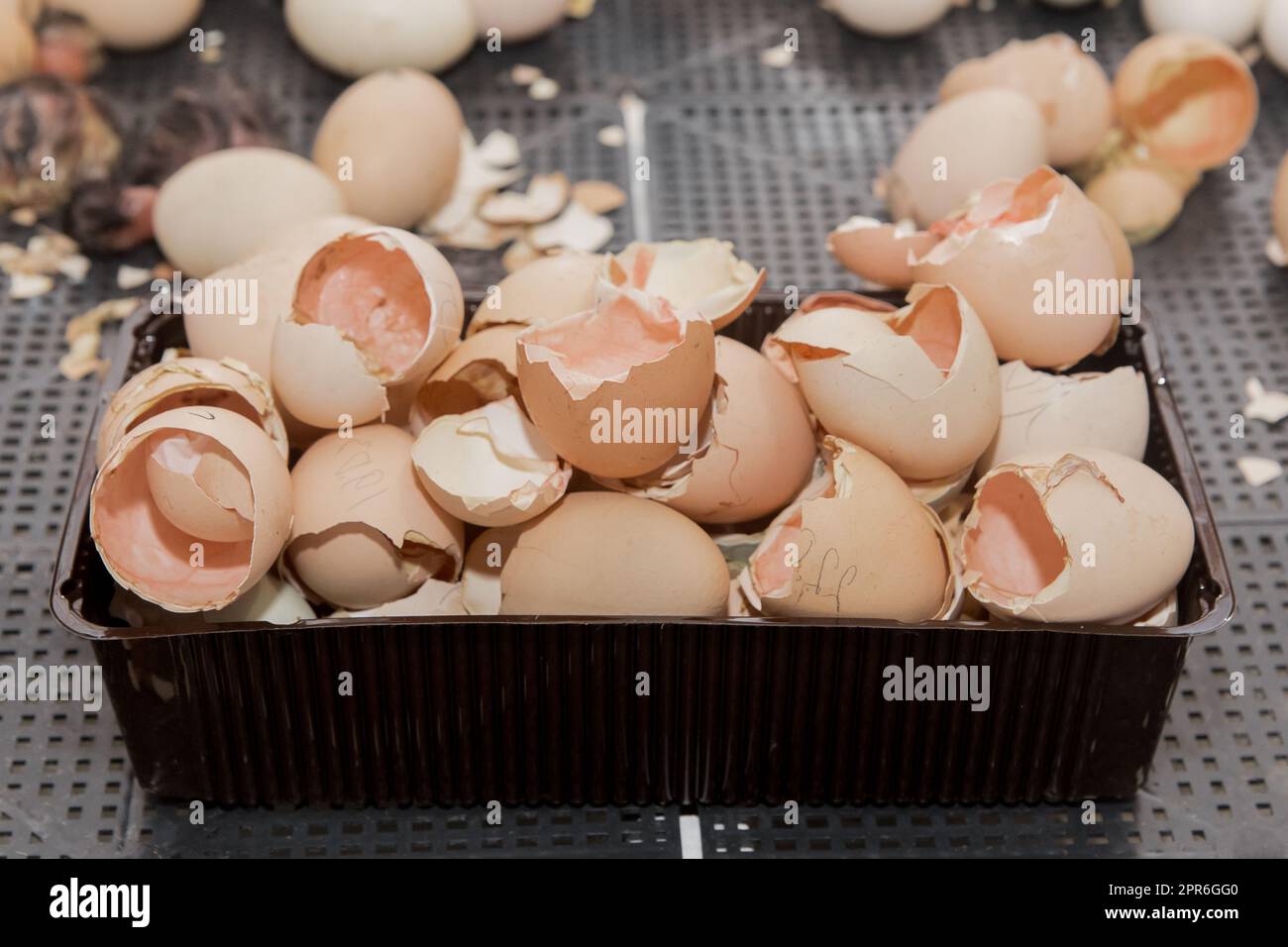 Gusci di pulcini di pollo appena nati da vicino sullo sfondo dell'incubazione in un incubatore, allevamento di pollame. Foto Stock