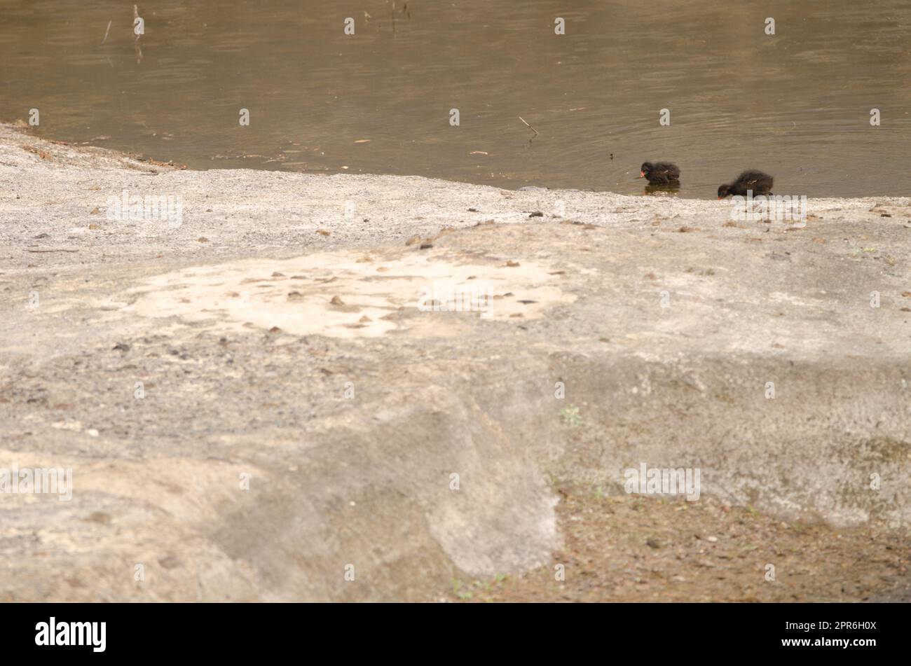 Pulcini di comune moorhen eurasiatico alla ricerca di cibo. Foto Stock