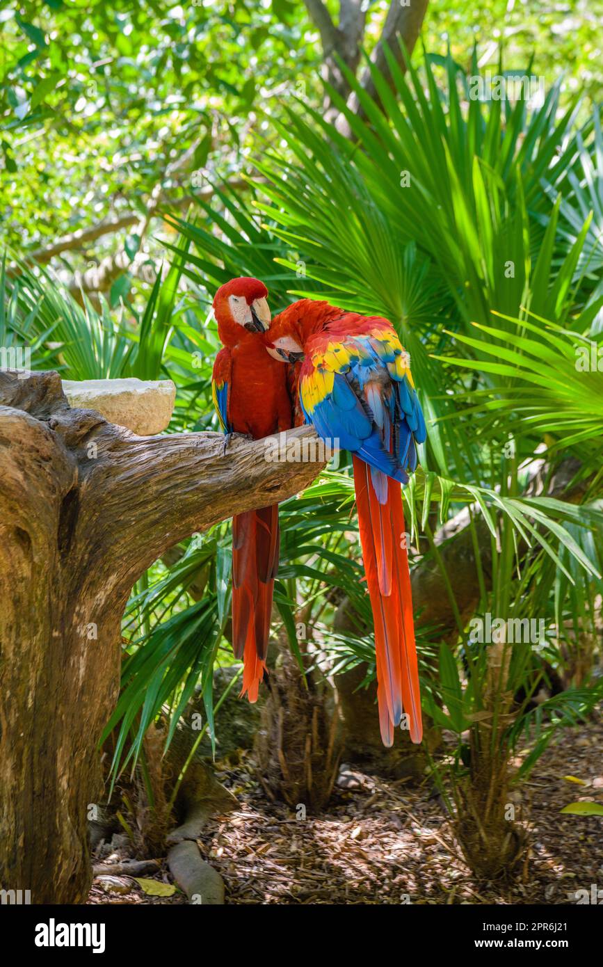 2 pappagalli scarlatti Ara macao , rosso, giallo e blu seduti sul brach nella foresta tropicale, Playa del Carmen, Riviera Maya, Yu atan, Messico Foto Stock