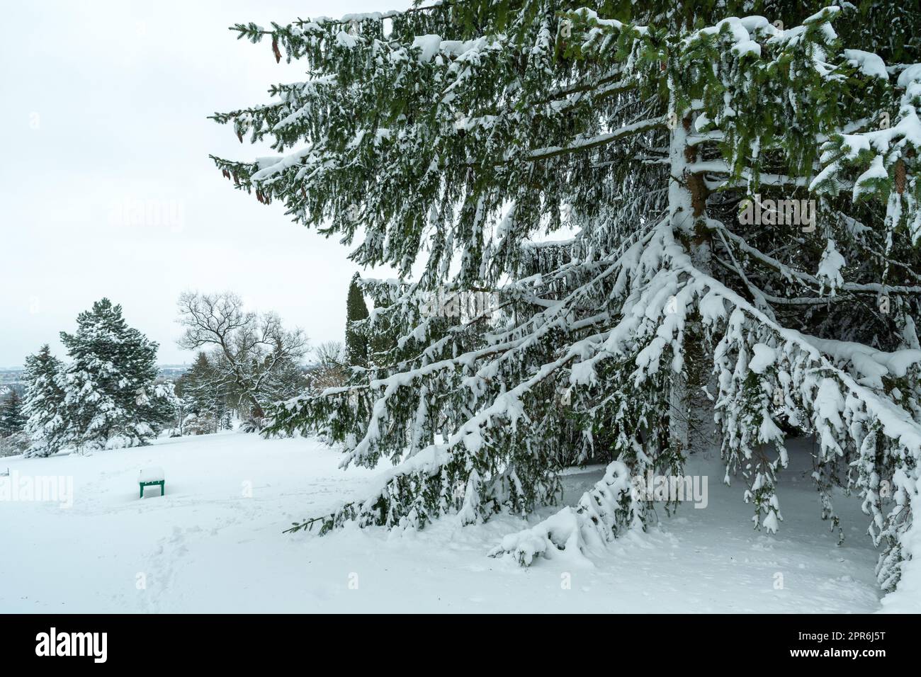 Neve sui rami di un grande albero di conifere Foto Stock