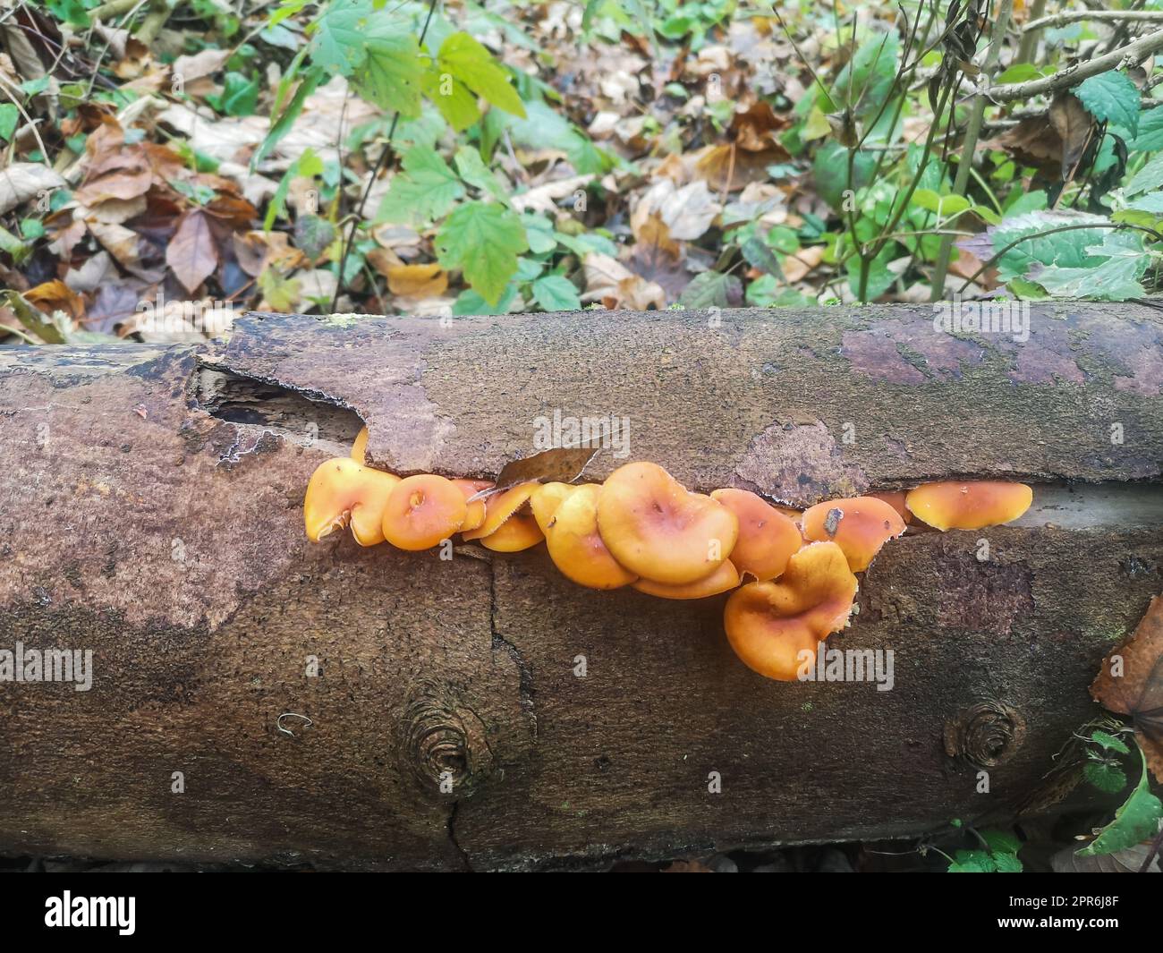 funghi freschi con gambo di velluto d'arancio che si affacciano su una corteccia Foto Stock