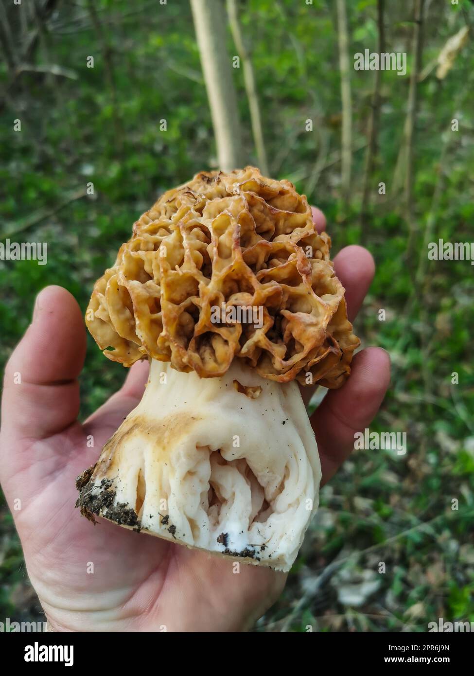 enorme morel comune fresco e gustoso in primavera e nella foresta Foto Stock