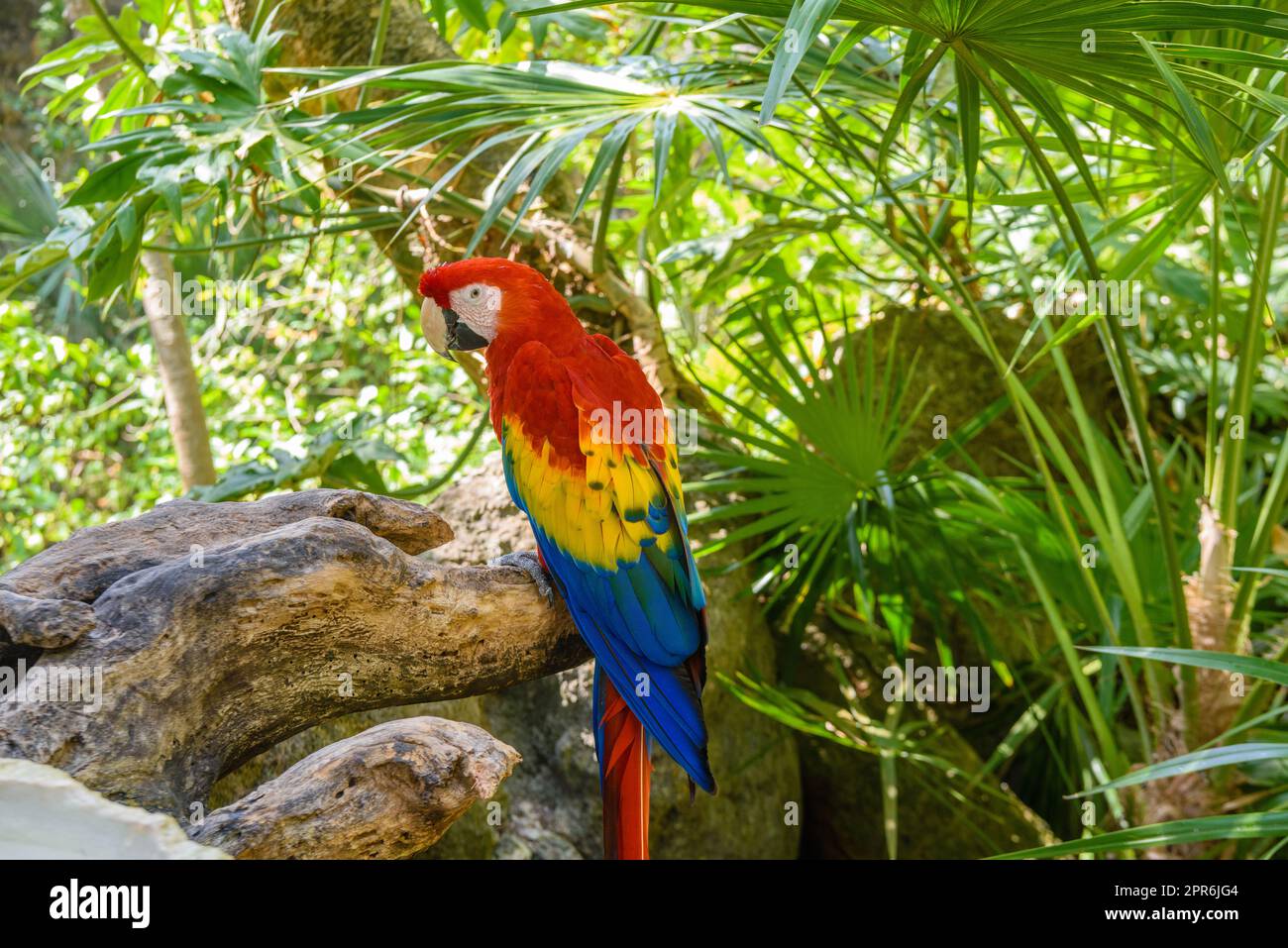 Ara macao, pappagallo rosso, giallo e blu seduto sul brach nella foresta tropicale, Playa del Carmen, Riviera Maya, Yu atan, Messico Foto Stock