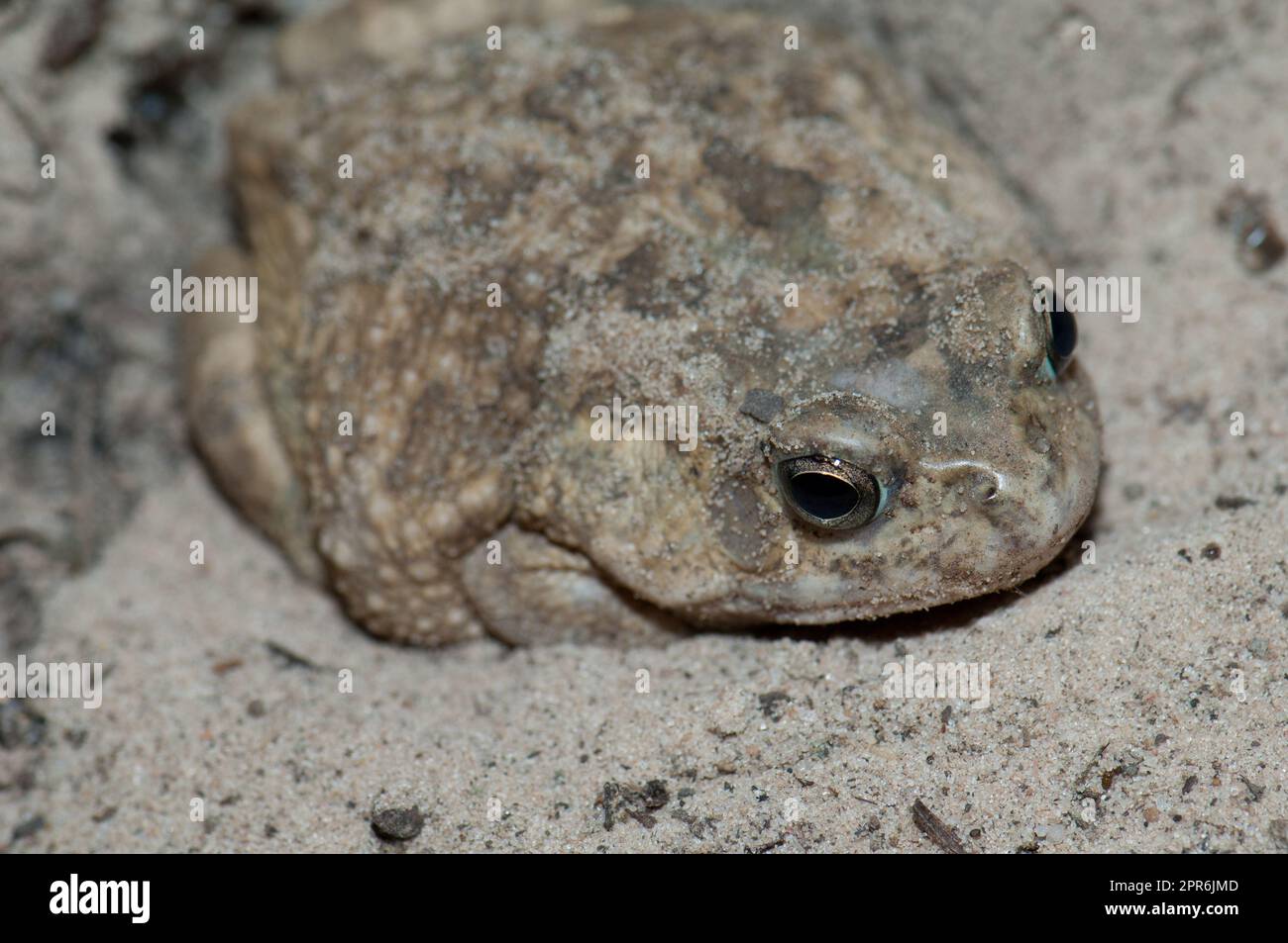 Rospo sulla sabbia del Niokolo Koba National Park. Foto Stock