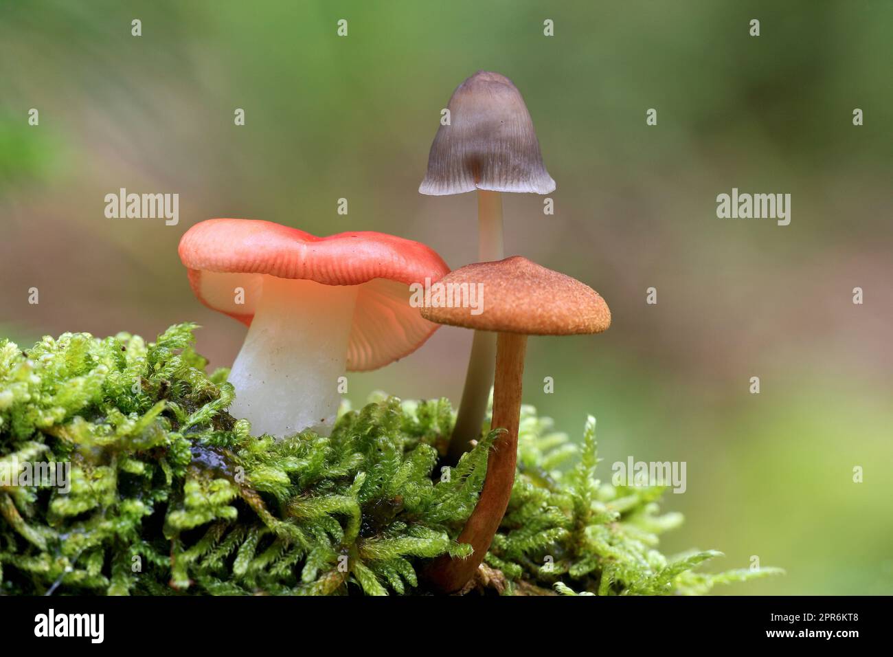 Gruppo di funghi Foto Stock