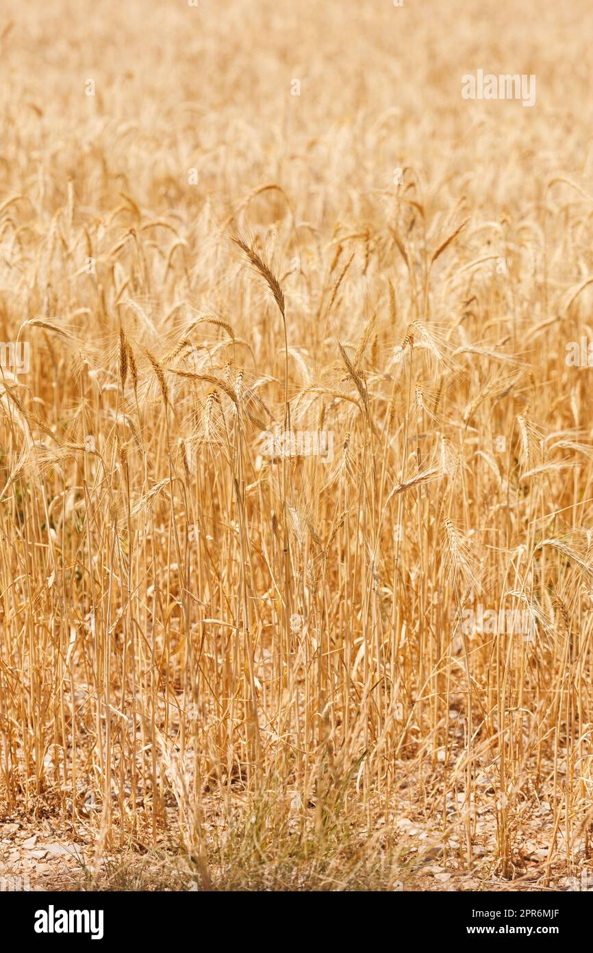 Cornfield in presenza di luce solare Foto Stock