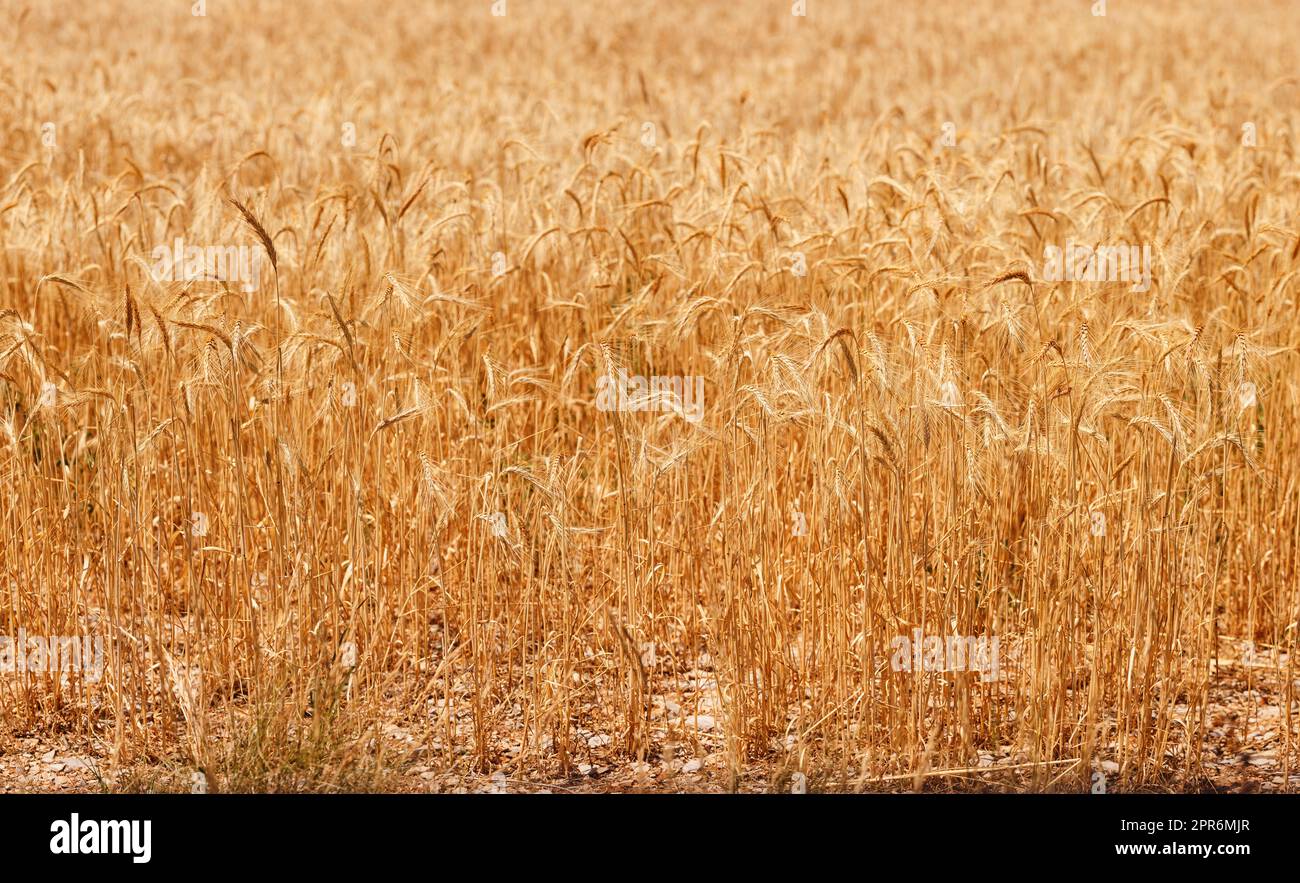 Cornfield in presenza di luce solare Foto Stock