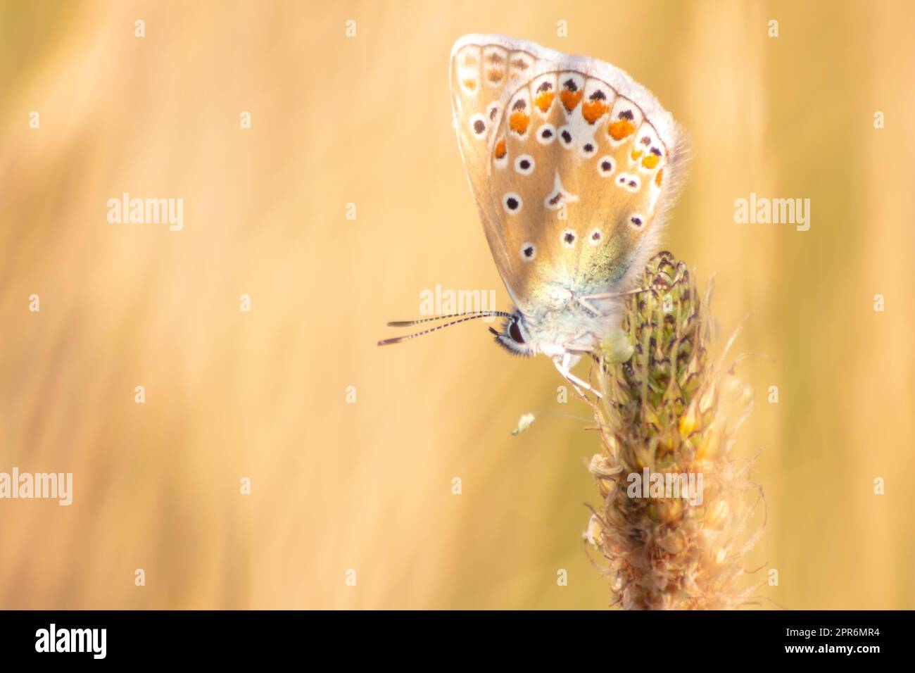 La splendida farfalla in vista del profilo macro con sfondo sfocato lucido bokeh in campo agricolo estivo mostra le sue ali in filigrana con colori vivaci e insetti mimetici che nascondono l'impollinazione nell'erba selvatica Foto Stock