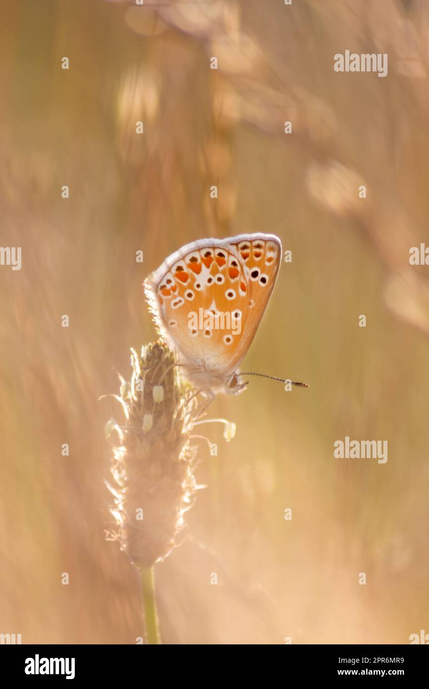 La splendida farfalla in vista del profilo macro con sfondo sfocato lucido bokeh in campo agricolo estivo mostra le sue ali in filigrana con colori vivaci e insetti mimetici che nascondono l'impollinazione nell'erba selvatica Foto Stock