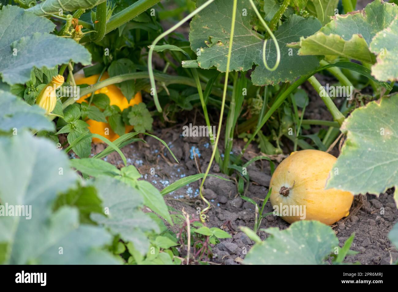 Coltivare zucche su terreni agricoli biologici con coltivazioni di verdure di zucca stagionali per halloween e il Ringraziamento con fioritura coltivata in casa di nutrizione sana come spuntino stagionale per il giardinaggio Foto Stock