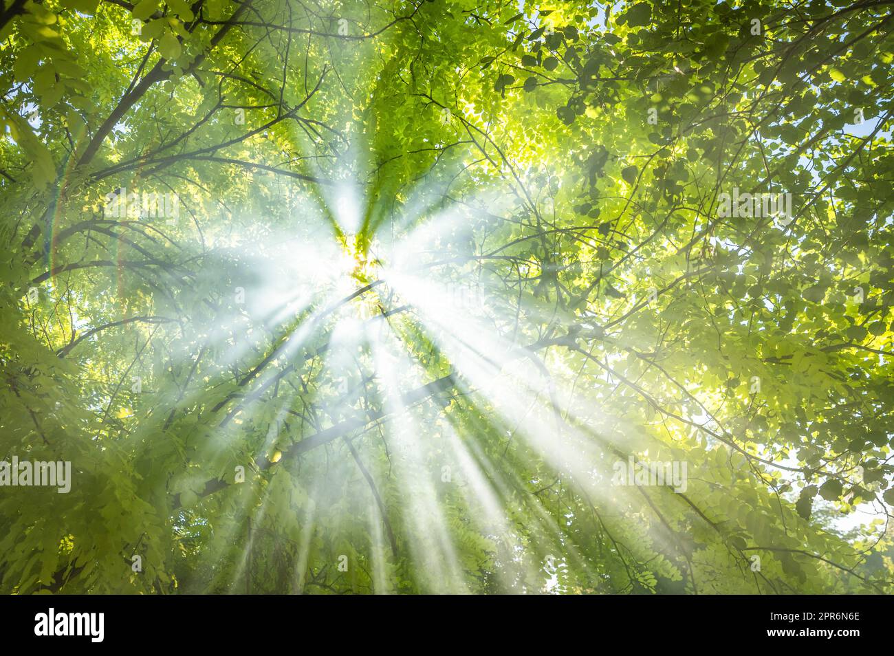 Abstract sfoca il verde fogliame e gli alberi nella giungla con la luce del sole Foto Stock