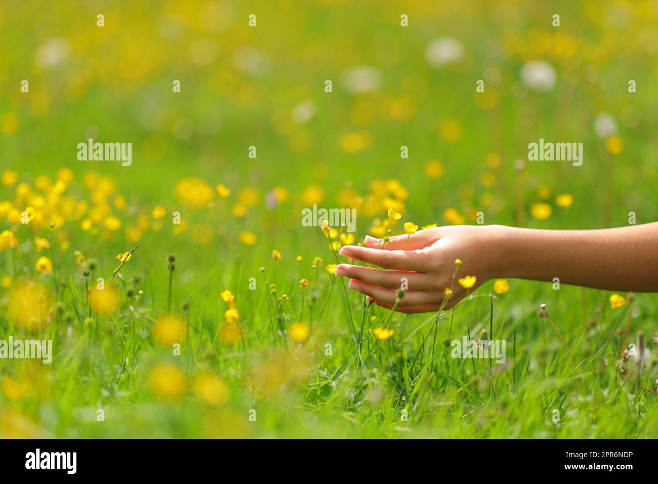 Le mani delle donne toccano i fiori in un campo in primavera Foto Stock