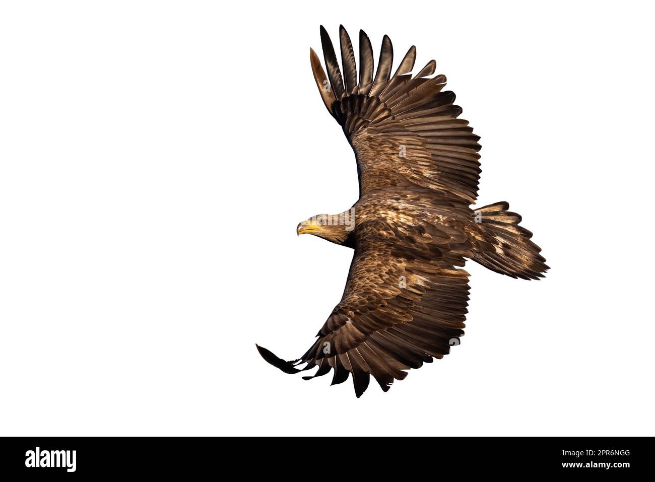 Aquila a coda bianca in volo isolata su sfondo bianco Foto Stock