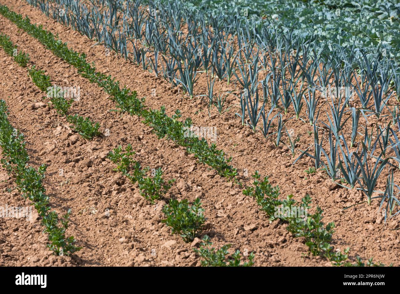 file di piante giovani sul campo Foto Stock