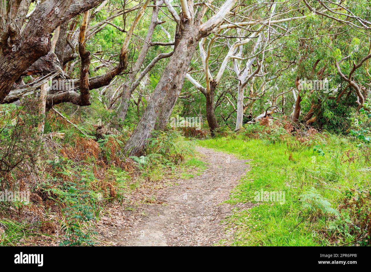 Sentiero per passeggiate - Shoal Bay Foto Stock