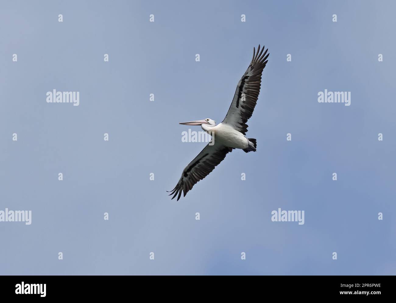 Pelican australiano (Pelecanus conspicillatus) adulto in volo North Stradbroke Island, Queensland, Australia. Marzo Foto Stock