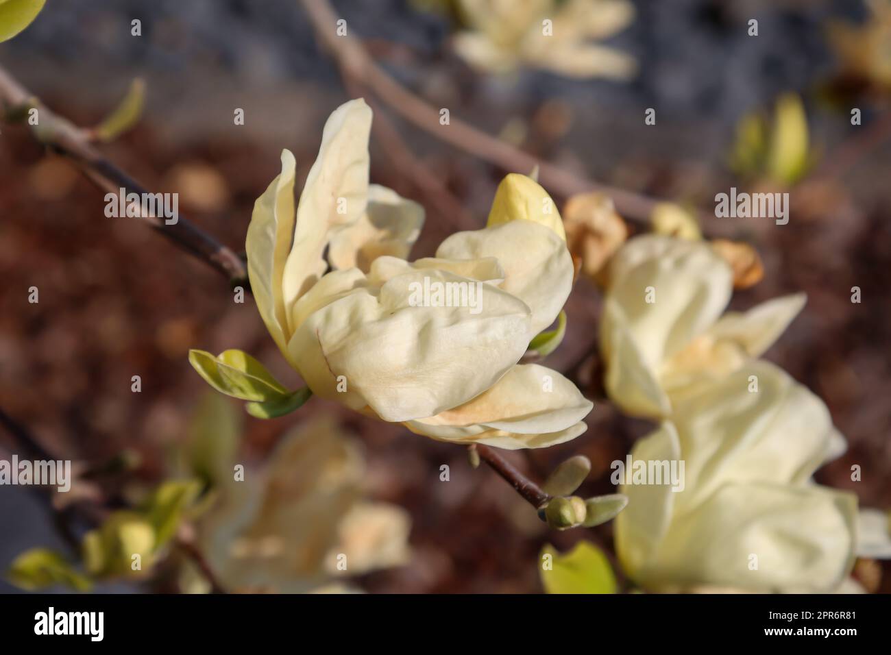 I fiori bianchi gialli di una magnolia, magnolia tulipano. Foto Stock