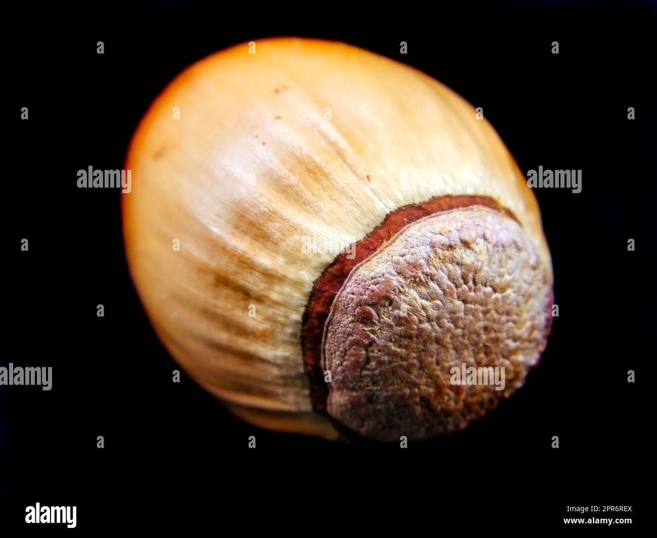 Acorn, il frutto della noce della quercia (Quercus) Foto Stock