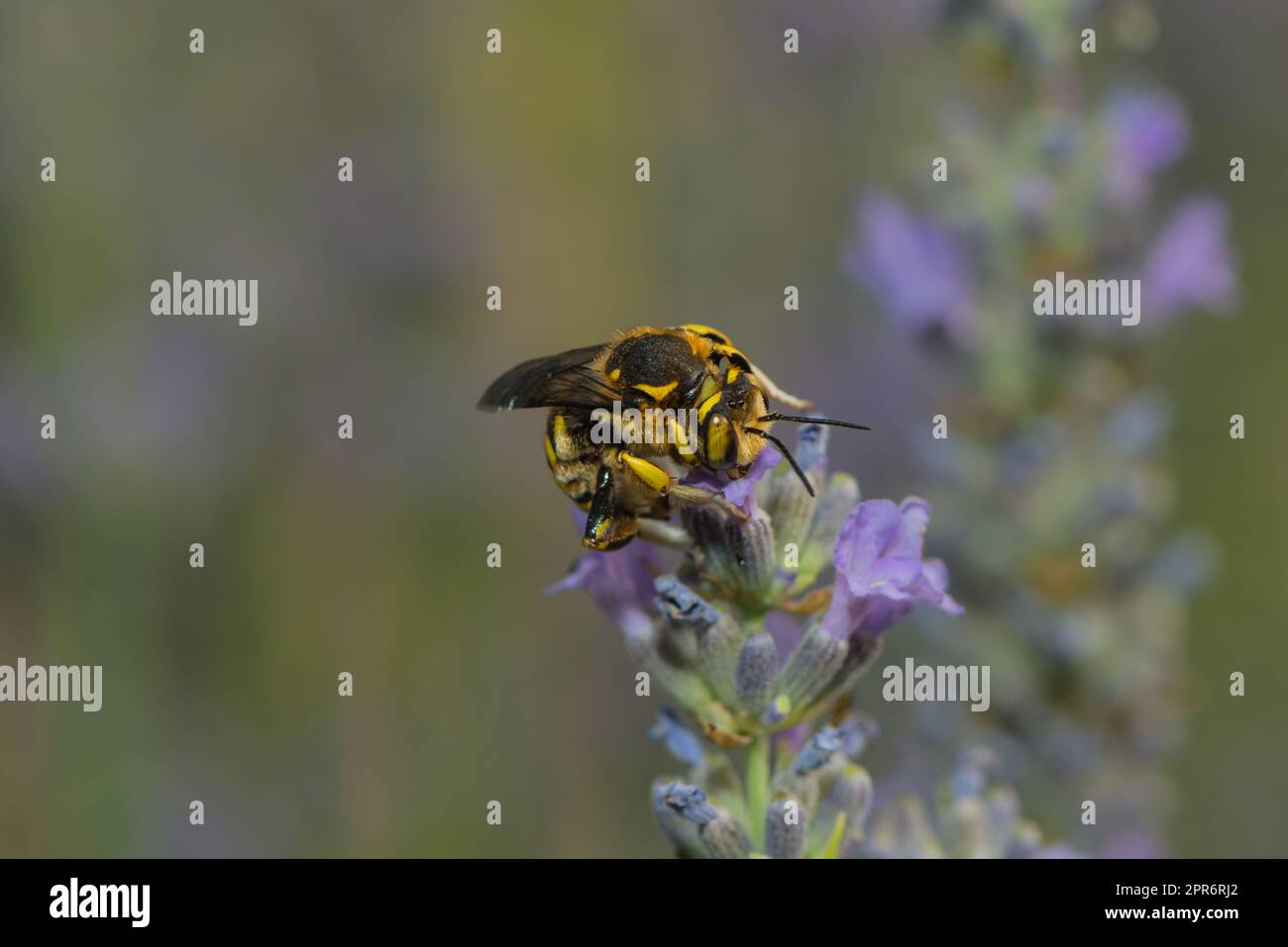 un'ape tagliafuoco su una fioritura di lavanda Foto Stock