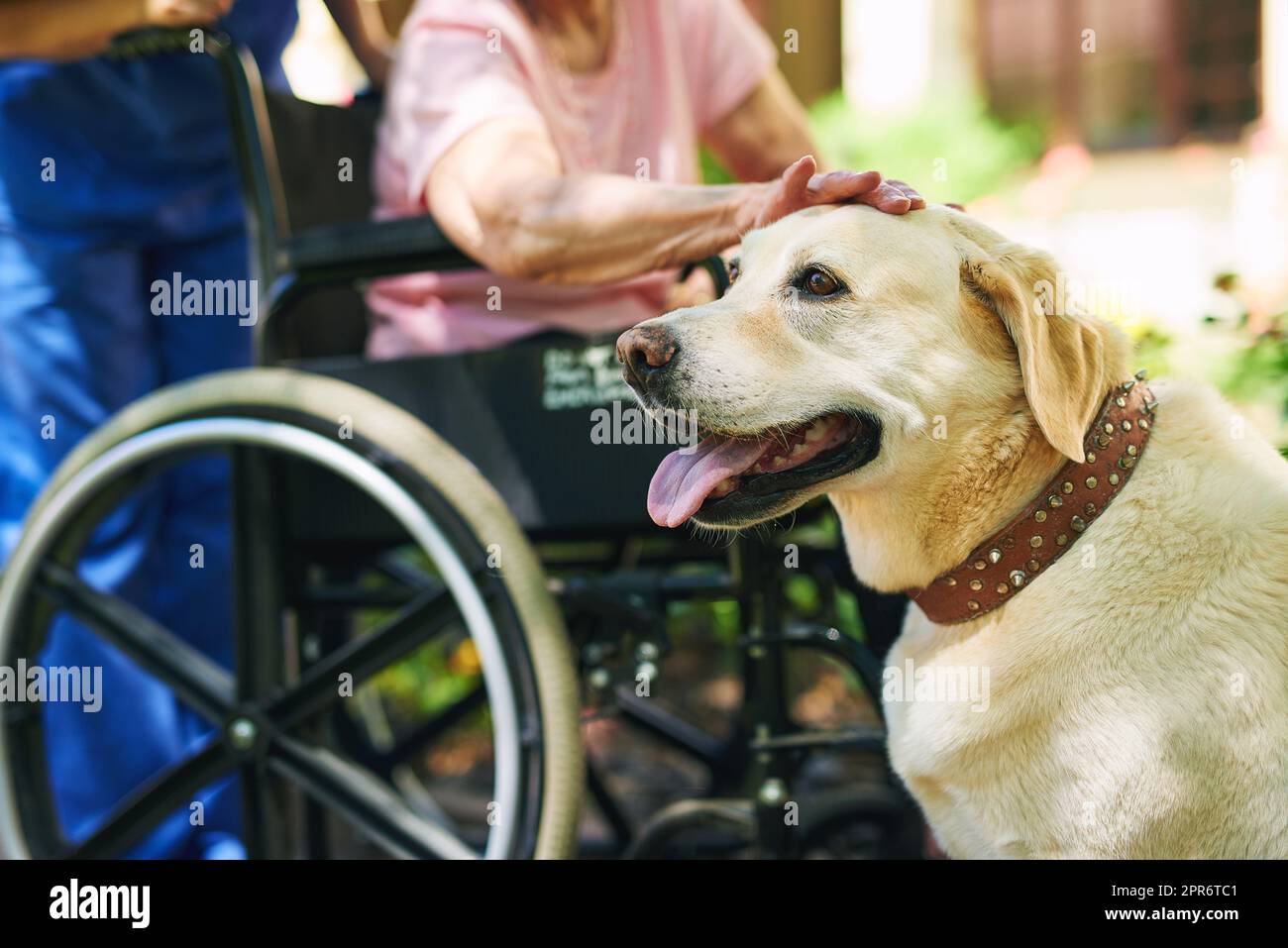 HES non solo mans migliore amico. Shot di un residente, il suo cane e un'infermiera all'esterno nel giardino della casa di riposo. Foto Stock