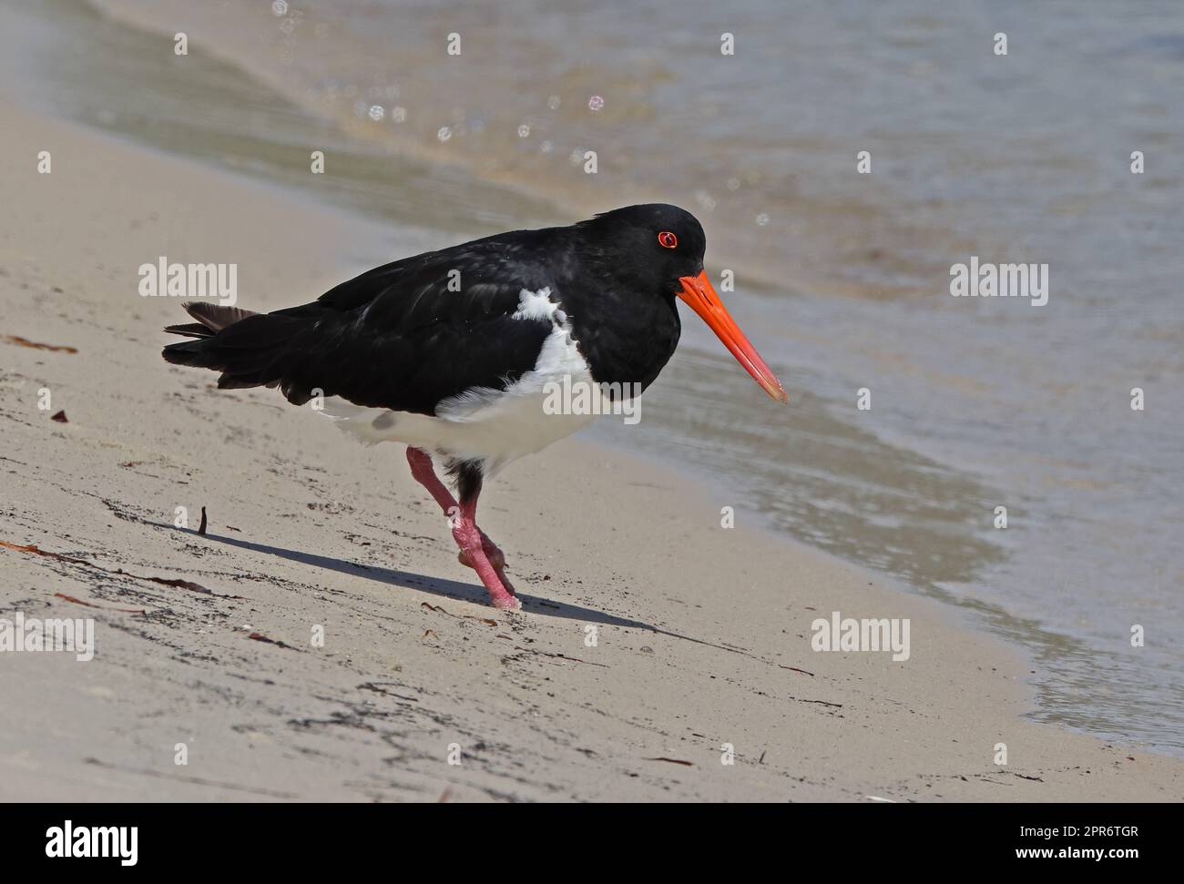 Pied Oystercatcher (Haematopus longirostris) adulto che cammina a Waters Edge North Stradbroke Island, Queensland, Australia. Marzo Foto Stock