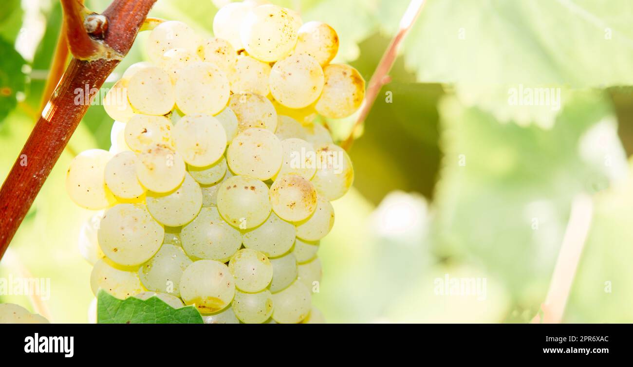 Uva da vino bianco in vigna Foto Stock